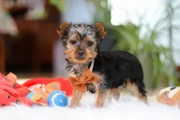 Trevor, a male Yorkshire Terrier for sale in Baltic, OH – 5 of 5