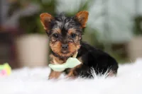 Trevor, a male Yorkshire Terrier for sale in Baltic, OH – Photo 3 of 10