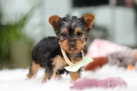 Trevor, a male Yorkshire Terrier for sale in Baltic, OH – Photo 9 of 10