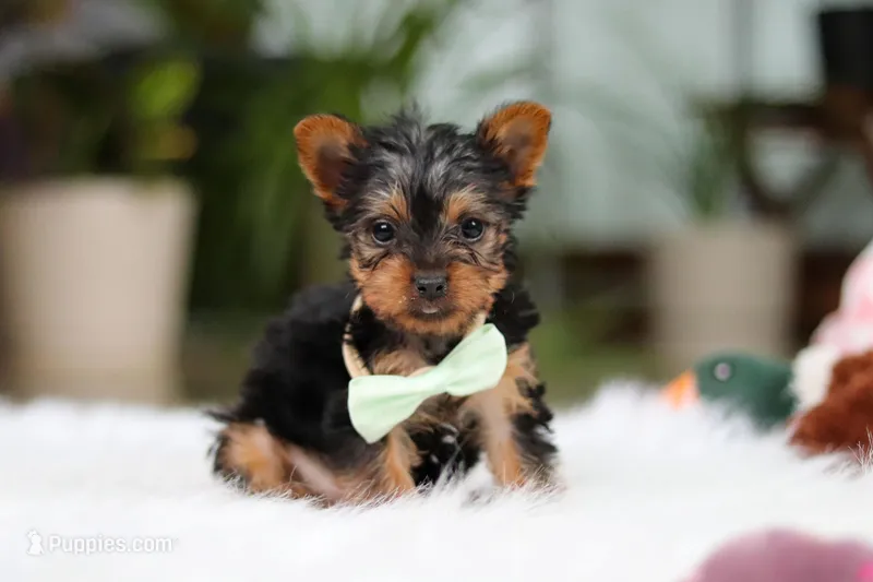 Trevor – Yorkshire Terrier puppy for sale in Baltic, OH