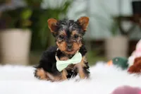 Trevor, a male Yorkshire Terrier for sale in Baltic, OH – Photo 1 of 10