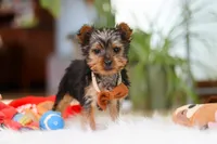 Trevor, a male Yorkshire Terrier for sale in Baltic, OH – 4 of 5