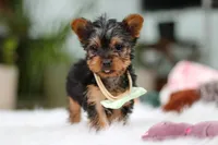 Trevor, a male Yorkshire Terrier for sale in Baltic, OH – Photo 8 of 10