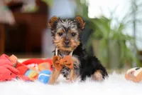 Trevor, a male Yorkshire Terrier for sale in Baltic, OH – 2 of 5