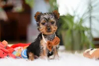 Trevor, a male Yorkshire Terrier for sale in Baltic, OH – 3 of 5