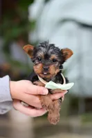 Trevor, a male Yorkshire Terrier for sale in Baltic, OH – Photo 10 of 10