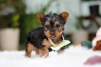 Trevor, a male Yorkshire Terrier for sale in Baltic, OH – Photo 6 of 10