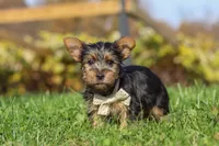 Rowan, a male Yorkshire Terrier for sale in Baltic, OH – 6 of 8
