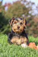Bennet, a male Yorkshire Terrier for sale in Baltic, OH – 4 of 10