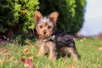 Ian, a male Yorkshire Terrier for sale in Baltic, OH – 4 of 6