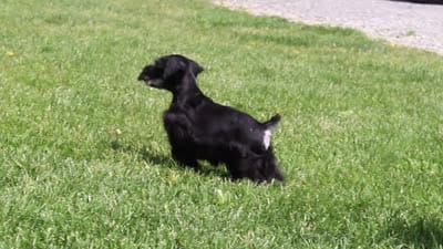Teddy, a male Miniature Schnauzer for sale in Baltic, OH – 7 of 7