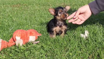 Rowan, a male Yorkshire Terrier for sale in Baltic, OH – 8 of 8