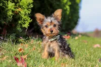Ian, a male Yorkshire Terrier for sale in Baltic, OH – 1 of 6