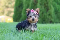 Clover, a female Yorkshire Terrier for sale in Baltic, OH – 5 of 9