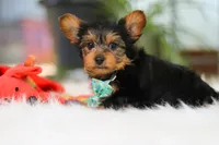 Brady, a male Yorkshire Terrier for sale in Baltic, OH – Photo 3 of 7