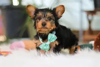 Brady, a male Yorkshire Terrier for sale in Baltic, OH – Photo 2 of 7