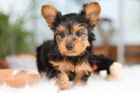 Brady, a male Yorkshire Terrier for sale in Baltic, OH – Photo 7 of 7