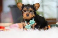 Brady, a male Yorkshire Terrier for sale in Baltic, OH – Photo 6 of 7