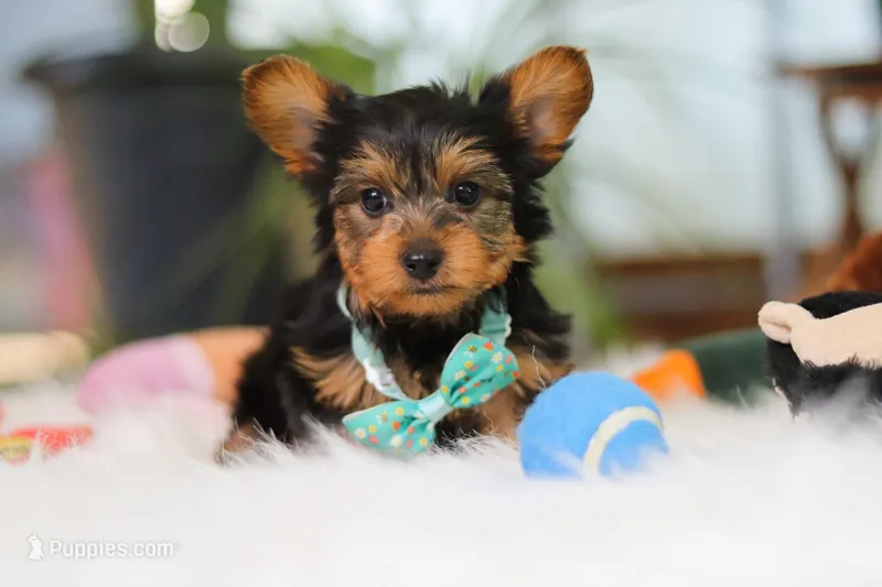 Brady – Yorkshire Terrier puppy for sale in Baltic, OH