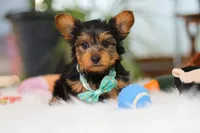 Brady, a male Yorkshire Terrier for sale in Baltic, OH – Photo 1 of 7