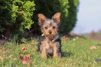 Ian, a male Yorkshire Terrier for sale in Baltic, OH – 3 of 6