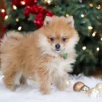 Arlo, a male Pomeranian for sale in Baltic, OH – Photo 5 of 6