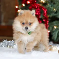 Arlo, a male Pomeranian for sale in Baltic, OH – Photo 2 of 6