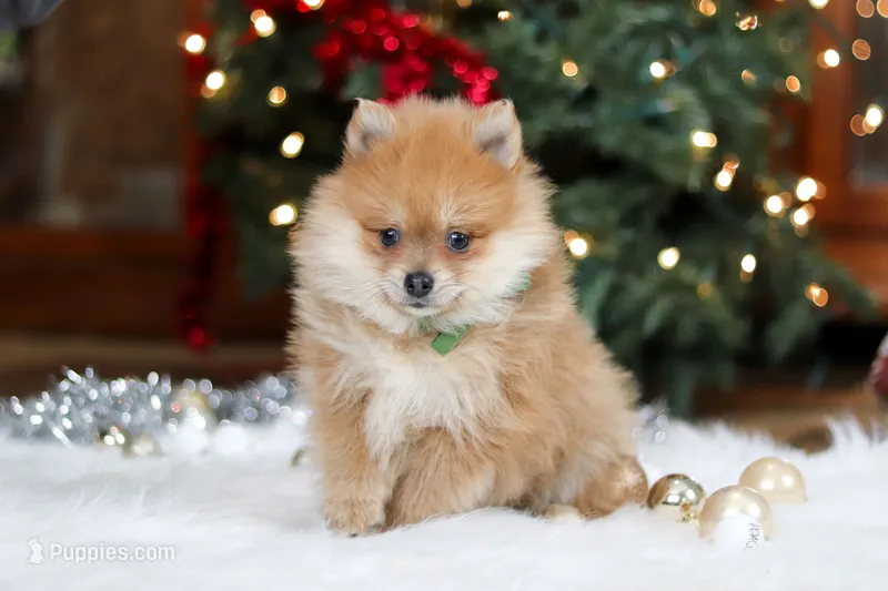 Arlo – Pomeranian puppy on hold in Baltic, OH