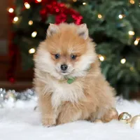 Arlo, a male Pomeranian for sale in Baltic, OH – Photo 1 of 6