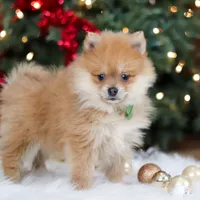 Arlo, a male Pomeranian for sale in Baltic, OH – Photo 6 of 6