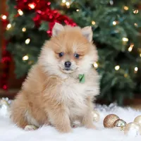 Arlo, a male Pomeranian for sale in Baltic, OH – Photo 3 of 6
