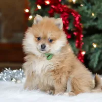 Arlo, a male Pomeranian for sale in Baltic, OH – Photo 4 of 6