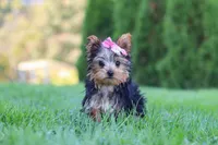 Clover, a female Yorkshire Terrier for sale in Baltic, OH – 1 of 9