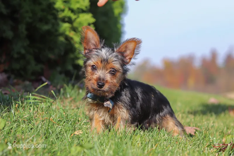 Arlo – Yorkshire Terrier puppy for sale in Baltic, OH