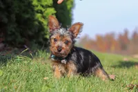 Arlo, a male Yorkshire Terrier for sale in Baltic, OH – 1 of 7