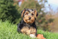 Bennet, a male Yorkshire Terrier for sale in Baltic, OH – 3 of 10
