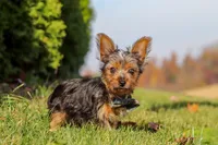 Arlo, a male Yorkshire Terrier for sale in Baltic, OH – 5 of 7