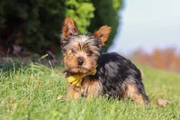Jay, a male Yorkshire Terrier for sale in Baltic, OH – 3 of 9