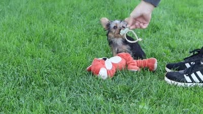 Ian, a male Yorkshire Terrier for sale in Baltic, OH – 6 of 6