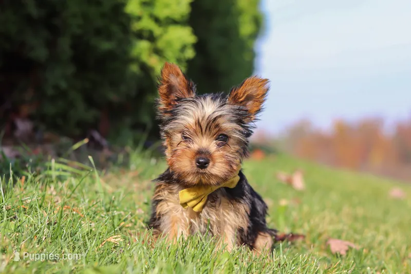 Jay – Yorkshire Terrier puppy for sale in Baltic, OH