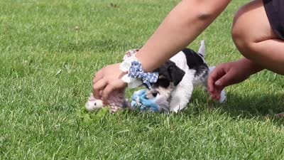 Millie, a female Miniature Schnauzer for sale in Baltic, OH – 8 of 8
