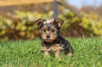 Darcy, a female Yorkshire Terrier for sale in Baltic, OH – 3 of 7