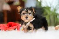 Hailey, a female Yorkshire Terrier for sale in Baltic, OH – Photo 1 of 7