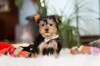 Hailey, a female Yorkshire Terrier for sale in Baltic, OH – Photo 4 of 7