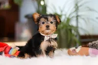 Hailey, a female Yorkshire Terrier for sale in Baltic, OH – Photo 6 of 7