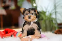 Hailey, a female Yorkshire Terrier for sale in Baltic, OH – Photo 7 of 7