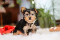 Hailey, a female Yorkshire Terrier for sale in Baltic, OH – Photo 3 of 7