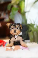 Hailey, a female Yorkshire Terrier for sale in Baltic, OH – Photo 2 of 7