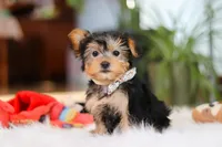 Hailey, a female Yorkshire Terrier for sale in Baltic, OH – Photo 5 of 7