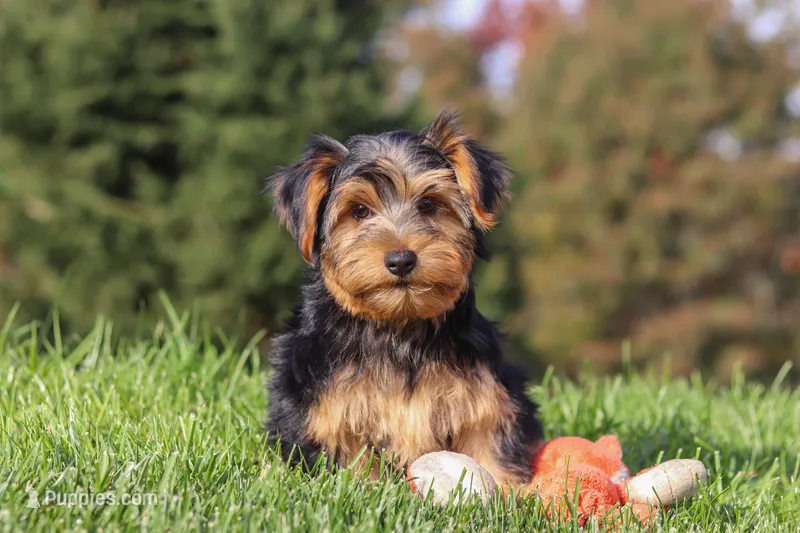 Bennet – Yorkshire Terrier puppy for sale in Baltic, OH